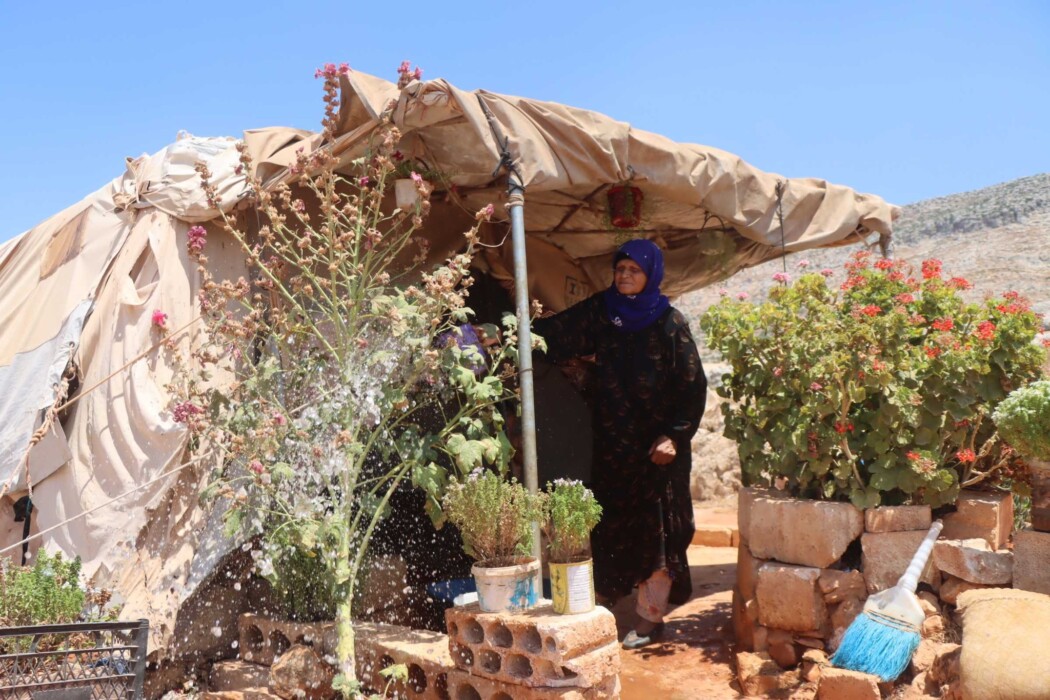 These plants remind me of my home These plants remind me of my home