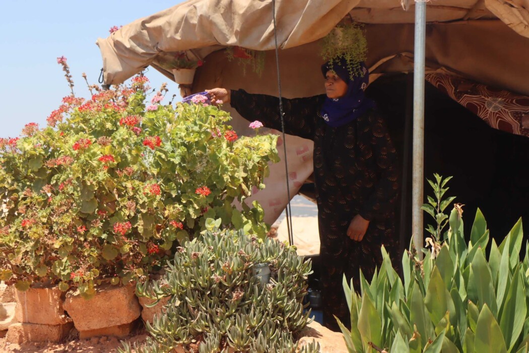 These plants remind me of my home These plants remind me of my home