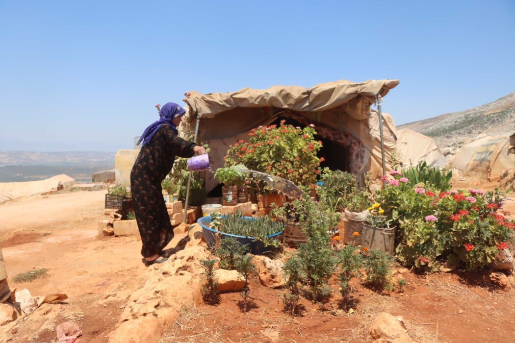 These plants remind me of my home These plants remind me of my home
